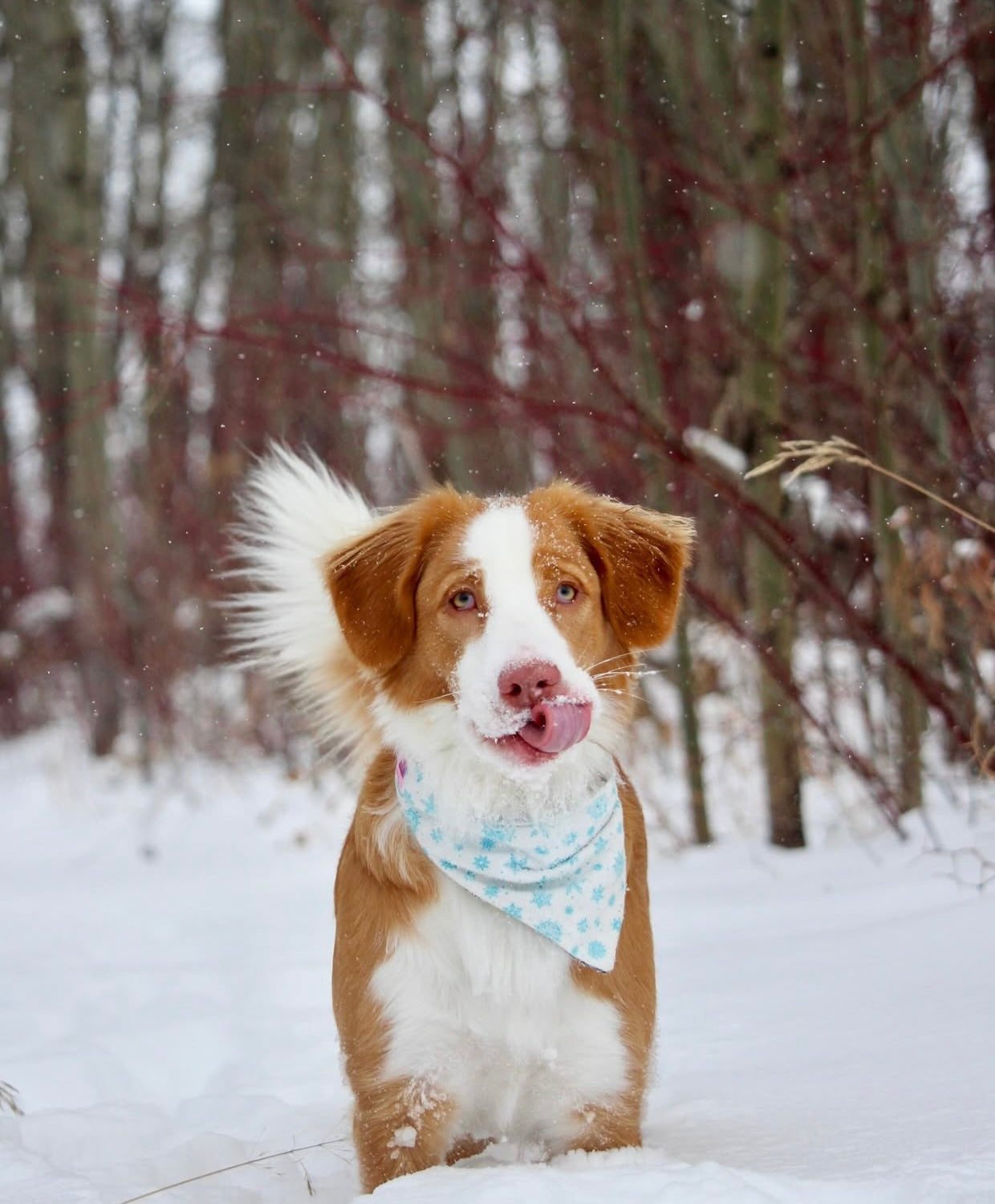 Snowflake Pet Fleece Bandana