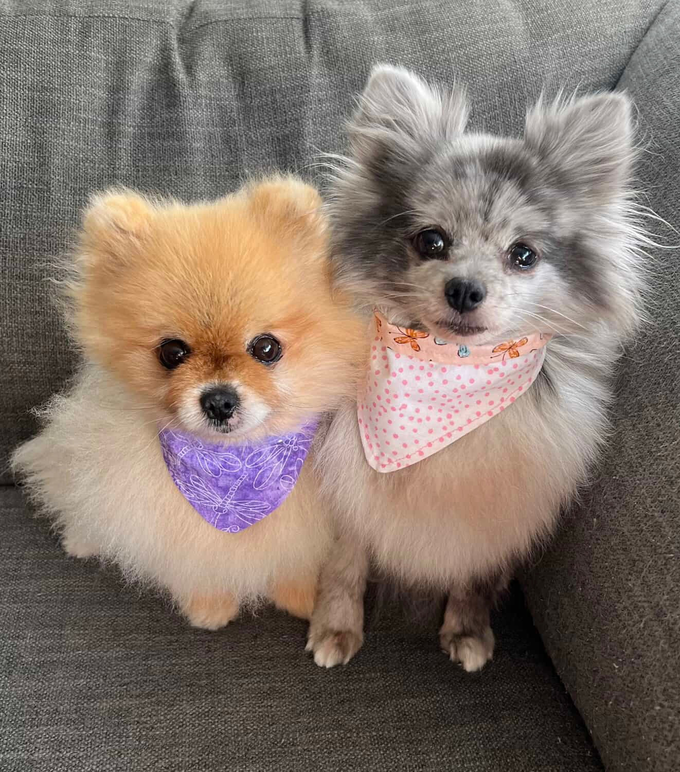 Reversible Bandana's