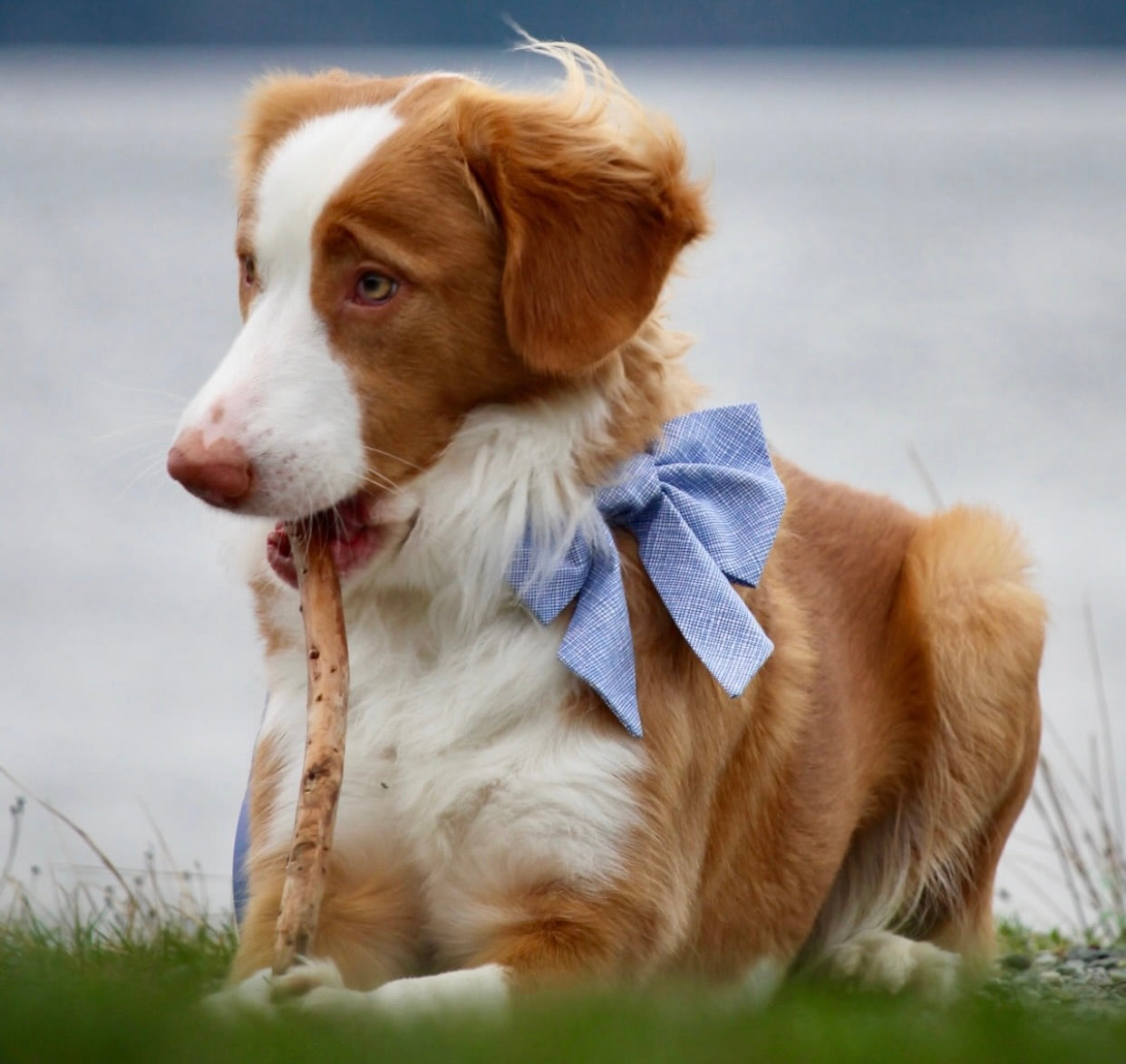 Nibi’s Blue Sailor Bow