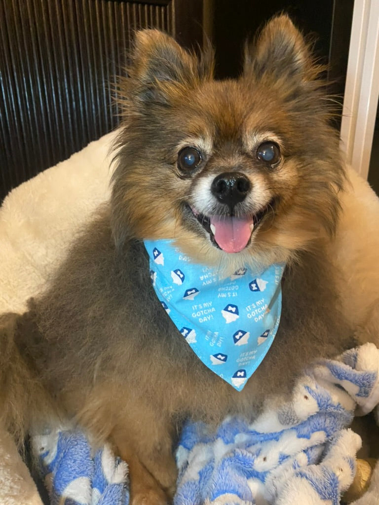 Gotcha Day Reversible Bandana
