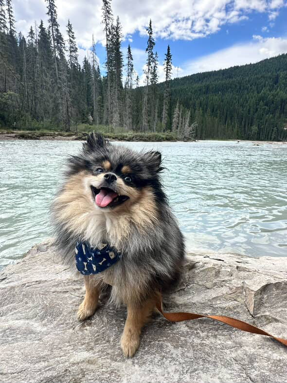 White Canada Eh Reversible Bandana